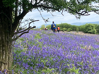 Bluebells